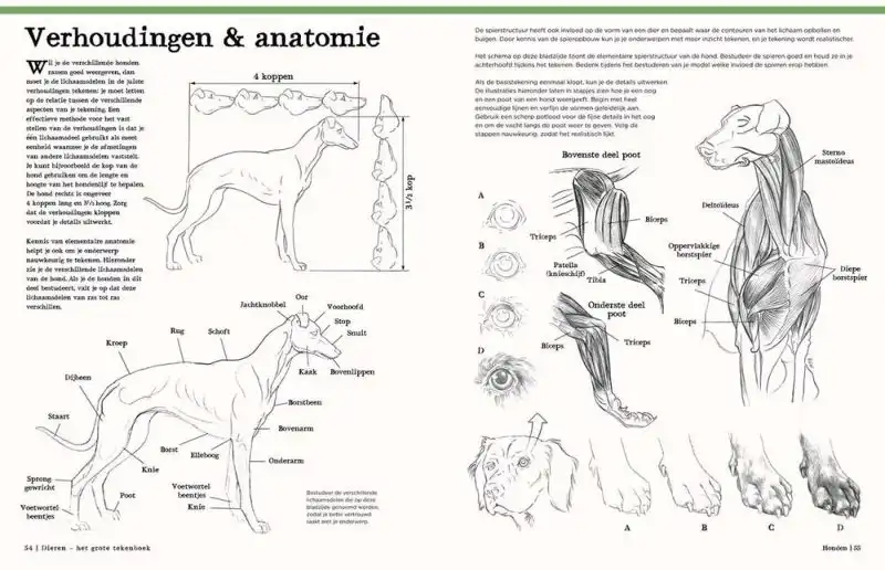 Dieren – het grote tekenboek